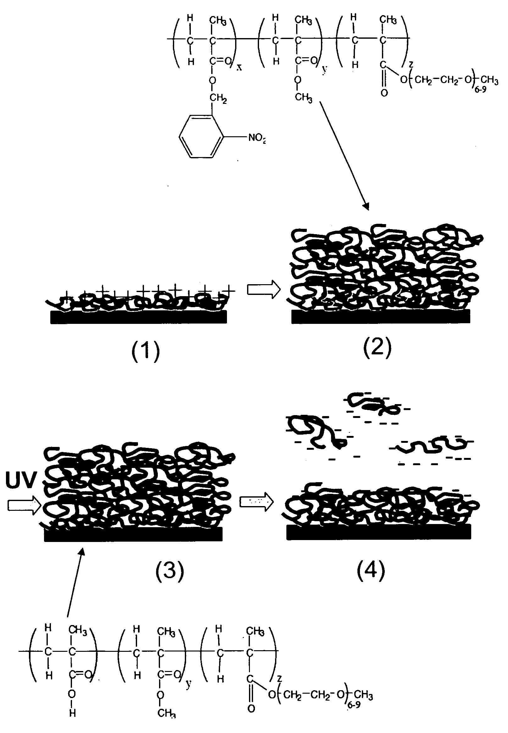 Photogenerated polyelectrolyte bilayers from an aqueous-processible photoresist