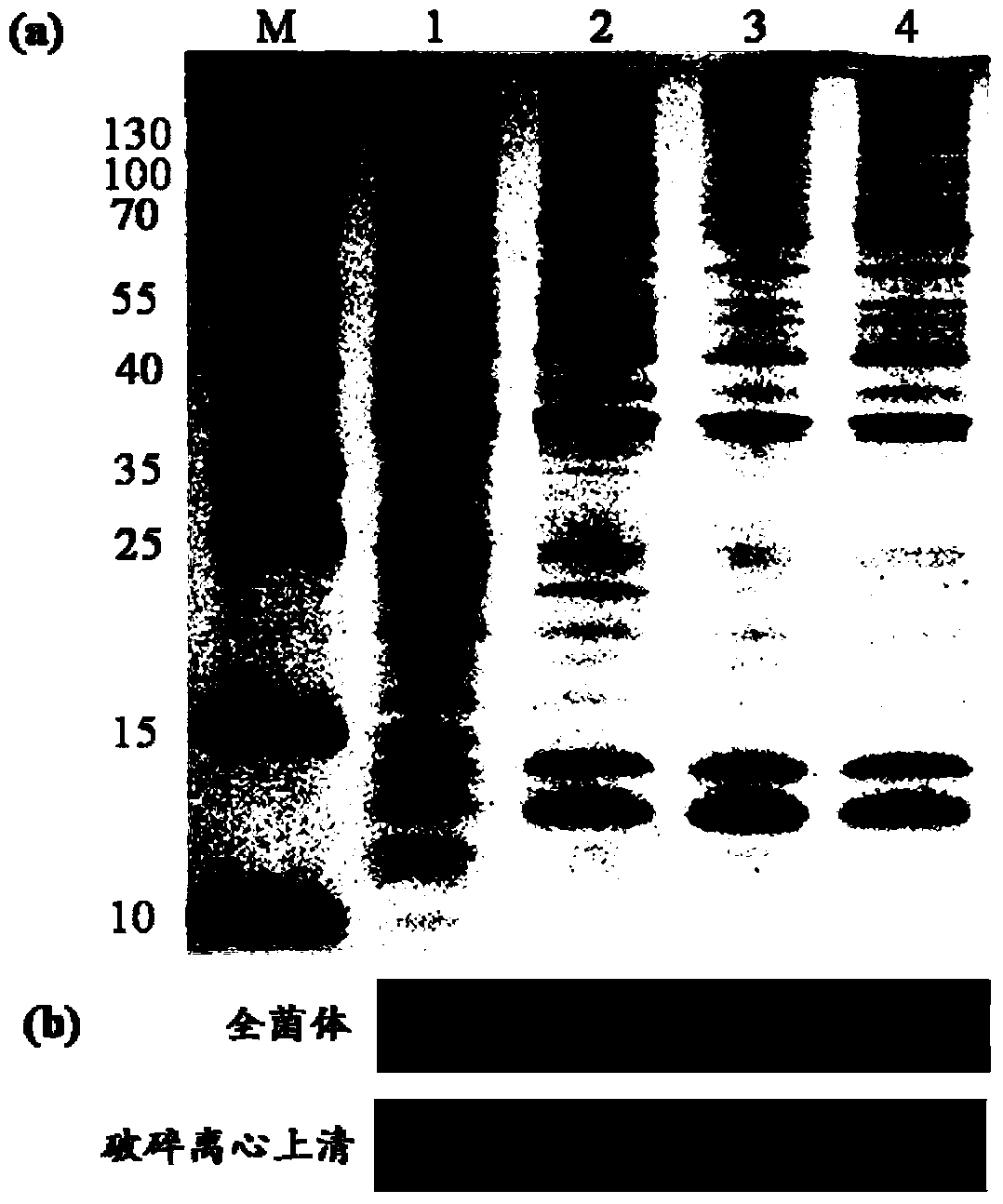 Method for improving protein soluble expression through rational translation pause sequence redesigning