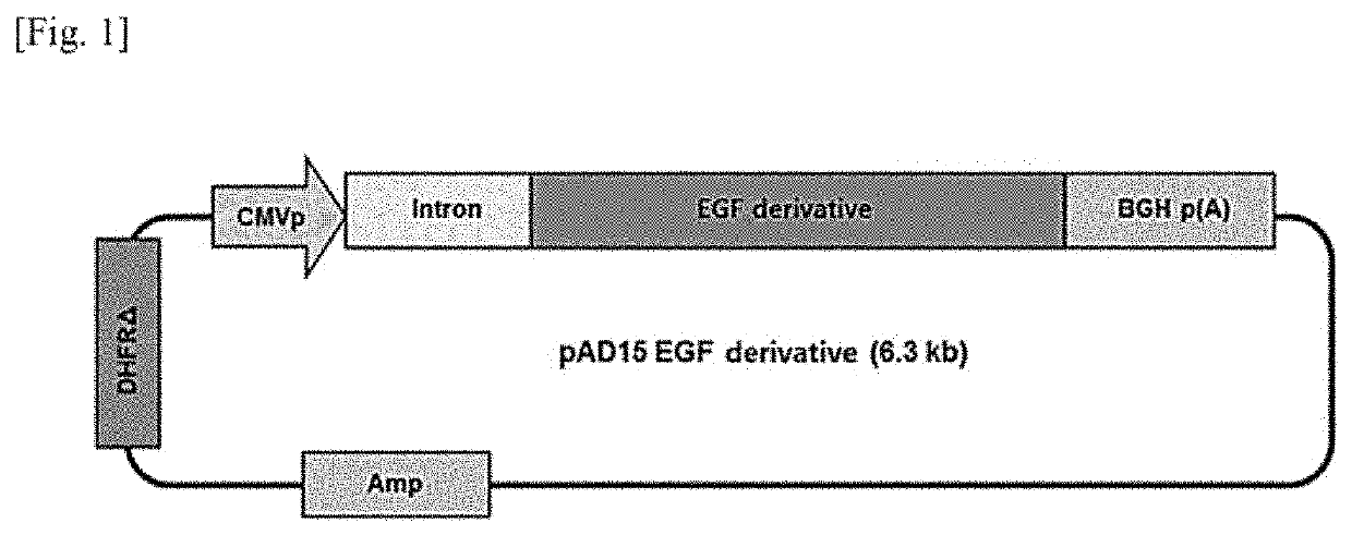 Modified egf protein, production method therefor, and use thereof