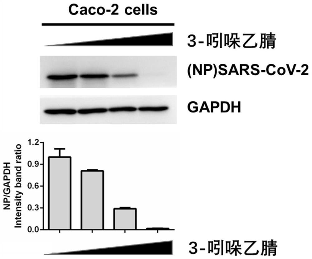 Application of 3-indoleacetonitrile to preparation of medicine for inhibiting novel coronavirus SARS-CoV-2