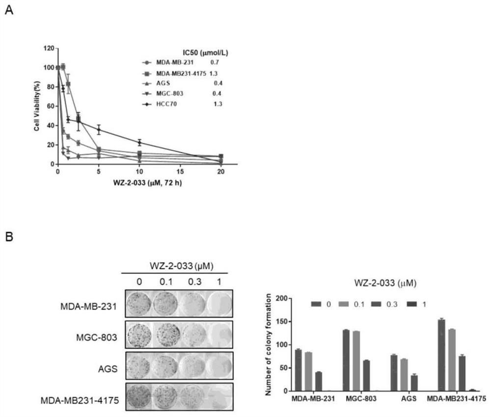 A small molecule stat3 inhibitor wz-2-033 and its application in the preparation of drugs for the treatment of breast cancer and gastric cancer