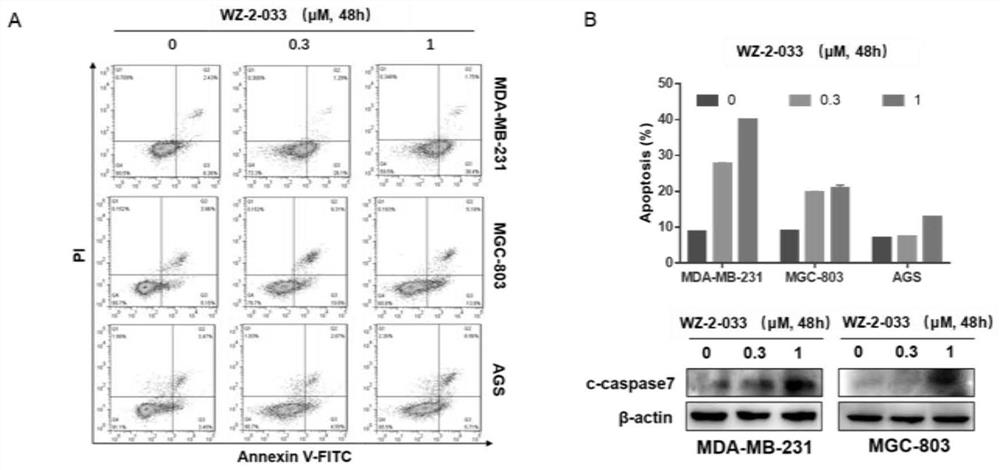 A small molecule stat3 inhibitor wz-2-033 and its application in the preparation of drugs for the treatment of breast cancer and gastric cancer