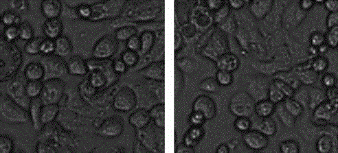 Oxygen-carrying liposome with low surface tension and preparation method thereof