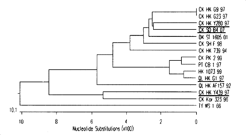 Separation identification and purification process for chicken source H9N2 avian influenza virus strain and uses thereof