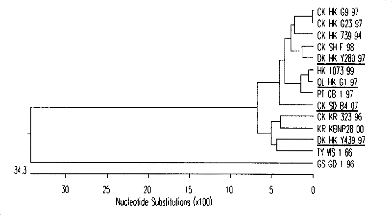 Separation identification and purification process for chicken source H9N2 avian influenza virus strain and uses thereof