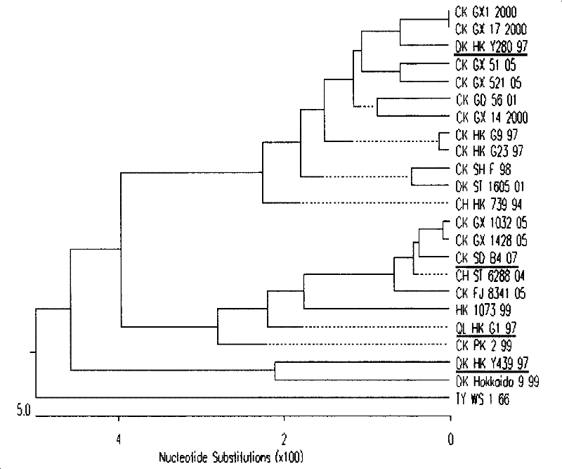 Separation identification and purification process for chicken source H9N2 avian influenza virus strain and uses thereof