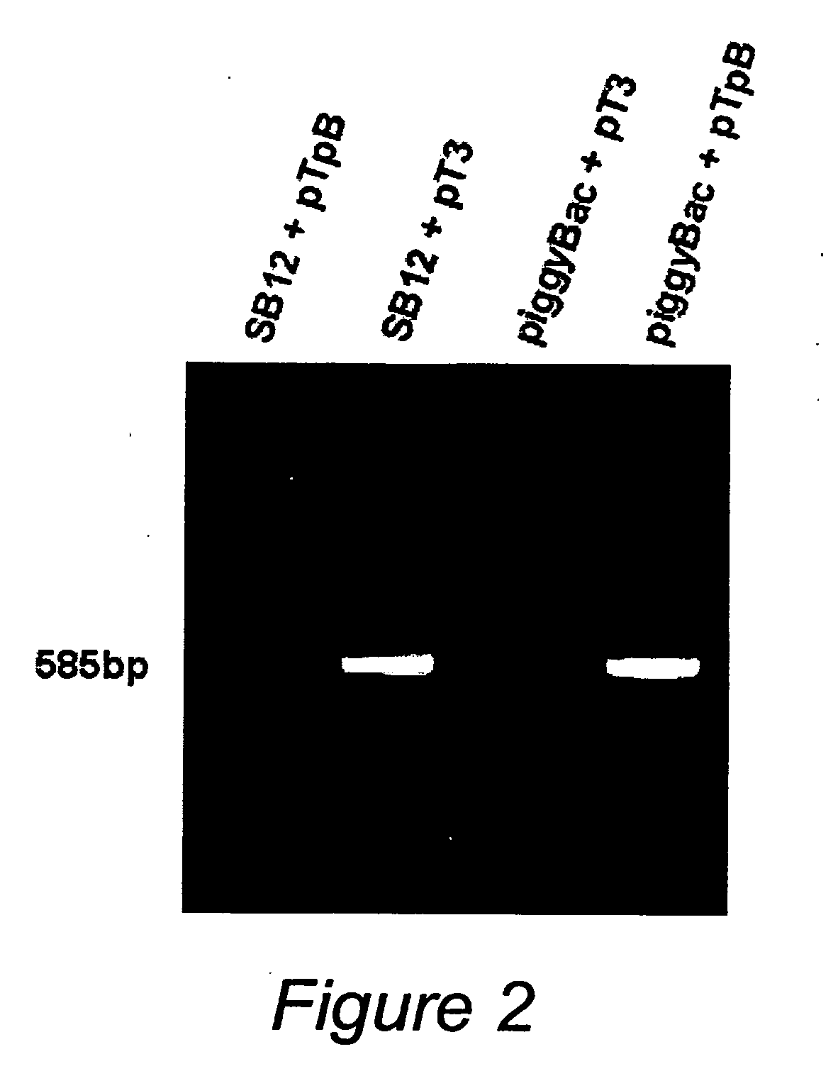 Piggybac transposon-based vectors and methods of nucleic acid integration