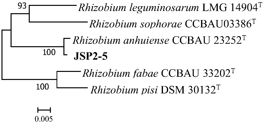 Rhizobium anhuiense JSP2-5 and application thereof to improvement of tobacco-grown soil with crop rotation