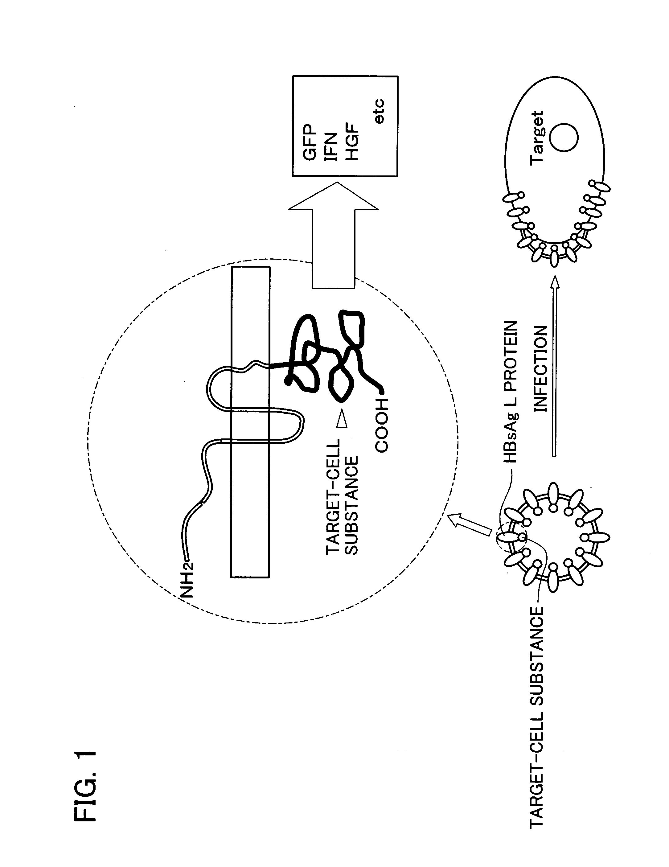 Drugs comprising protein forming hollow nanoparticles and therapeutic substance to be transferred into cells fused therewith