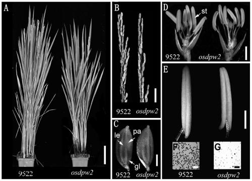 Application of male sterility gene osdpw2 and method for restoring rice fertility