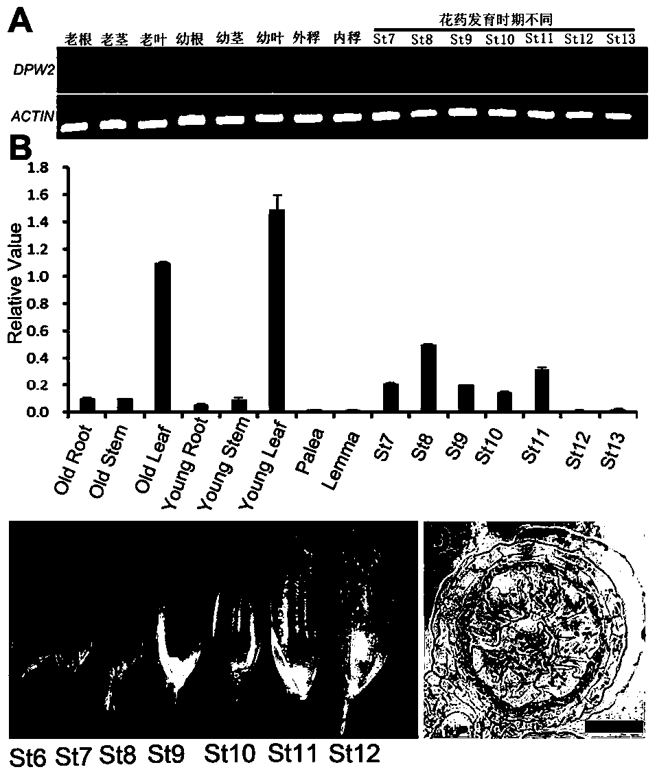 Application of male sterility gene osdpw2 and method for restoring rice fertility