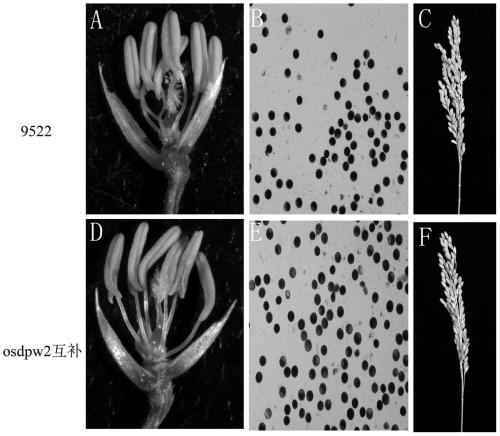 Application of male sterility gene osdpw2 and method for restoring rice fertility