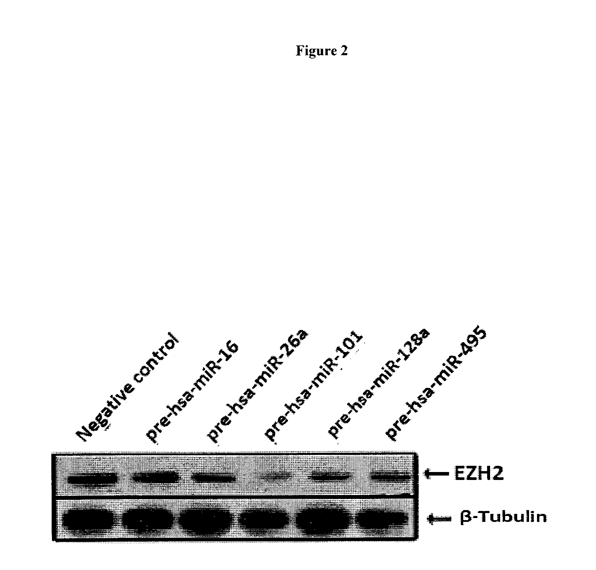 Compositions and methods for inhibiting ezh2