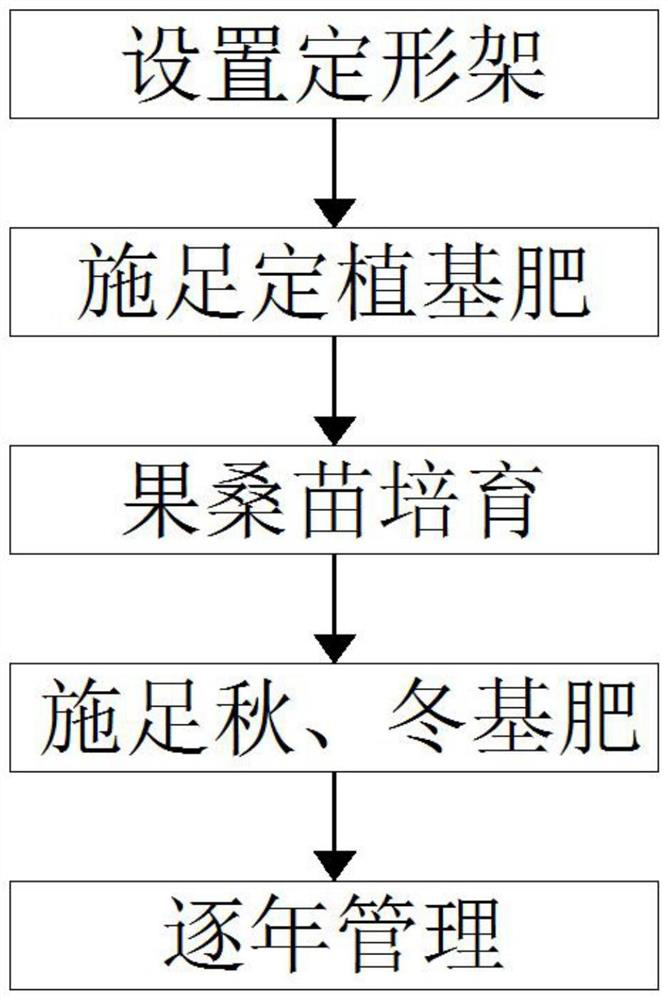 A kind of fruit mulberry Y-shaped pruning method