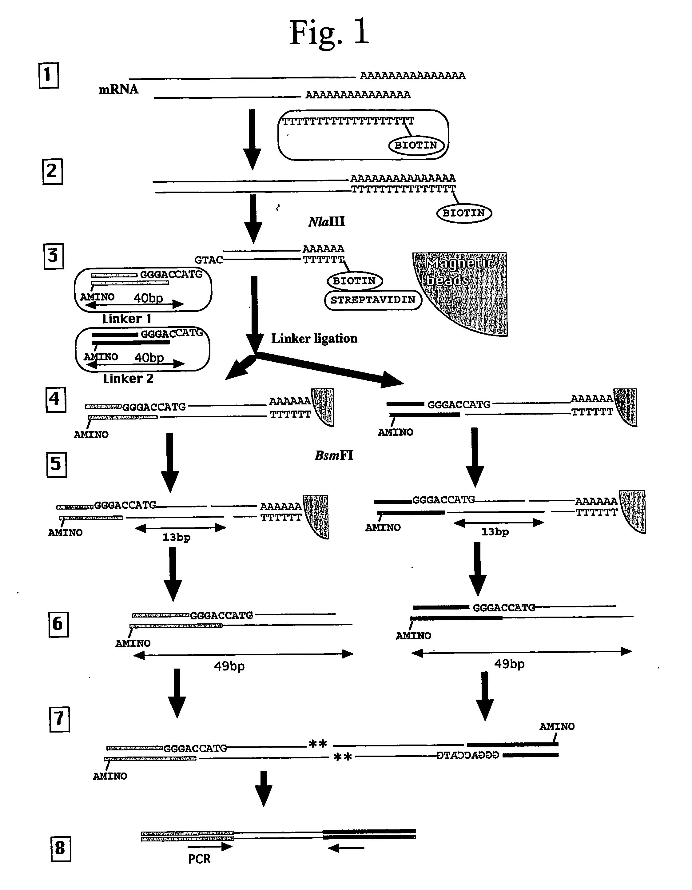 Use Of A Type III Restriction Enzyme To Isolate Identification Tags Comprising More Than 25 Nucleotides