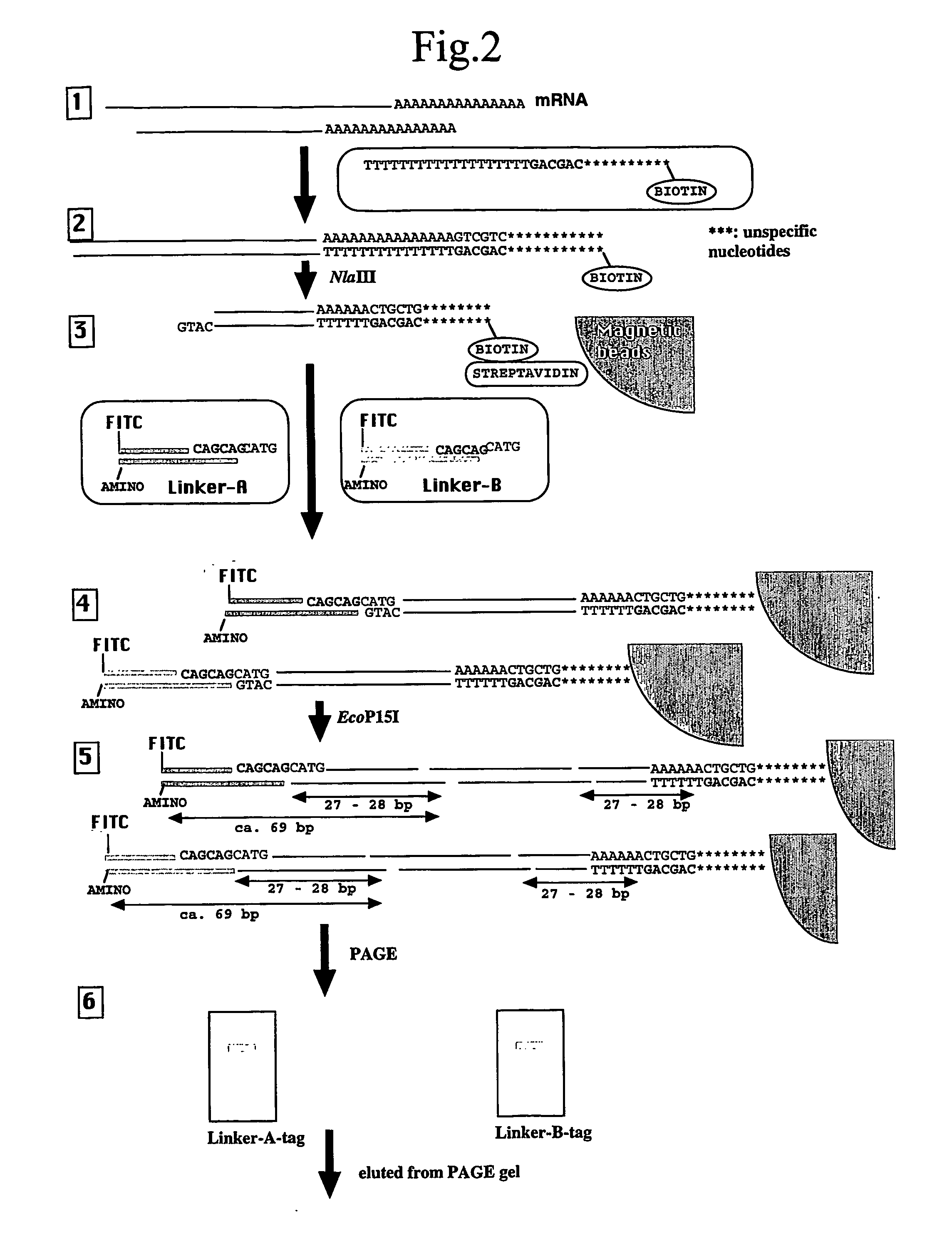 Use Of A Type III Restriction Enzyme To Isolate Identification Tags Comprising More Than 25 Nucleotides