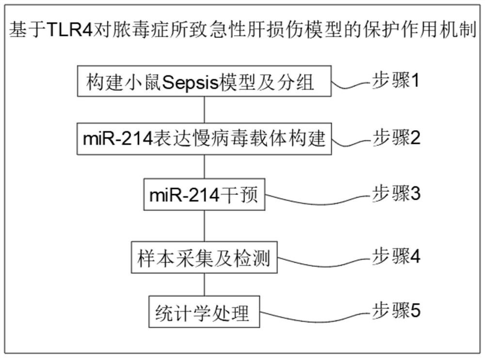 TLR4-based protective action mechanism for acute liver injury model caused by sepsis