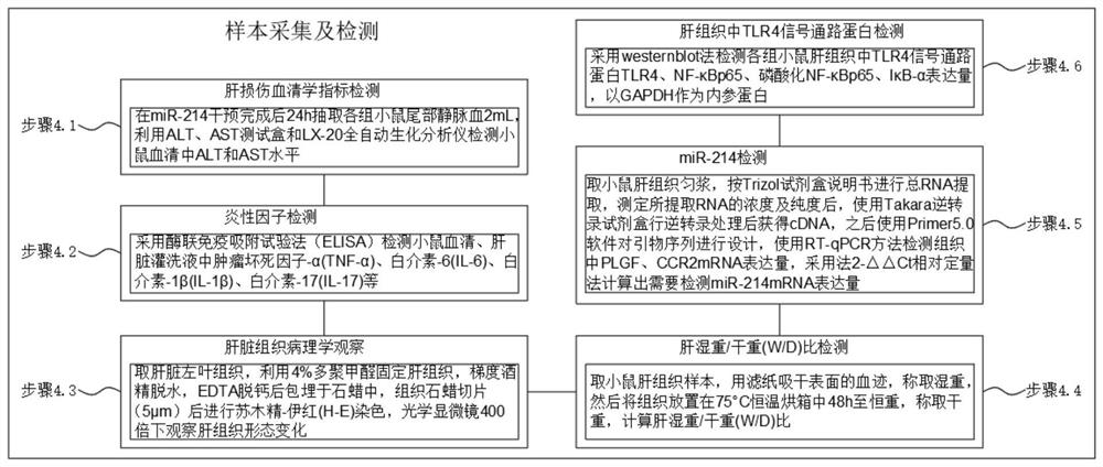 TLR4-based protective action mechanism for acute liver injury model caused by sepsis