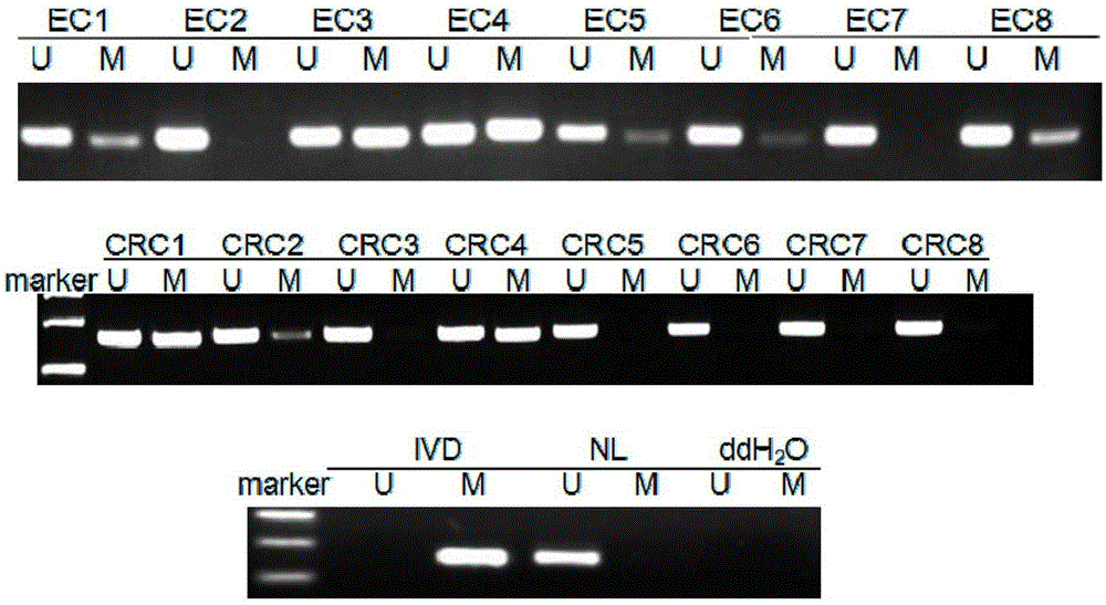 TMEM176A gene promoter region DNA methylation detection