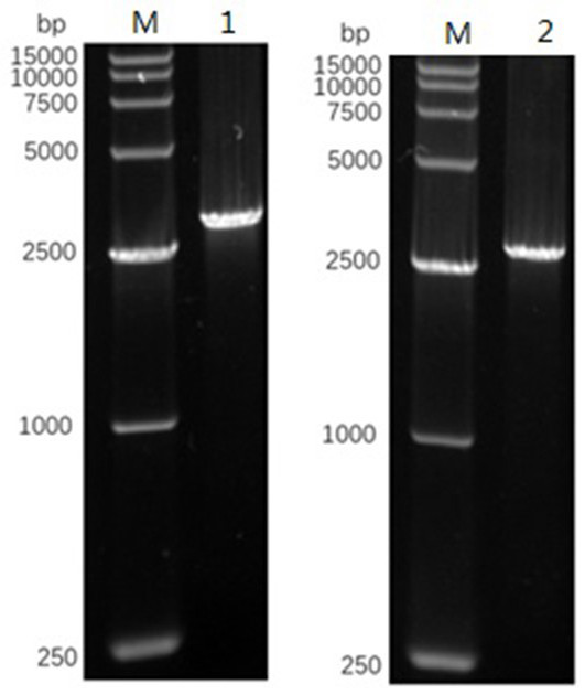 A kind of prokaryotic expression preparation method of btv1 VP2 protein