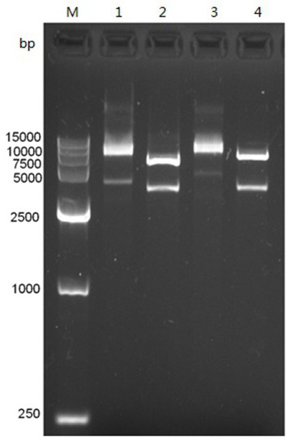 A kind of prokaryotic expression preparation method of btv1 VP2 protein