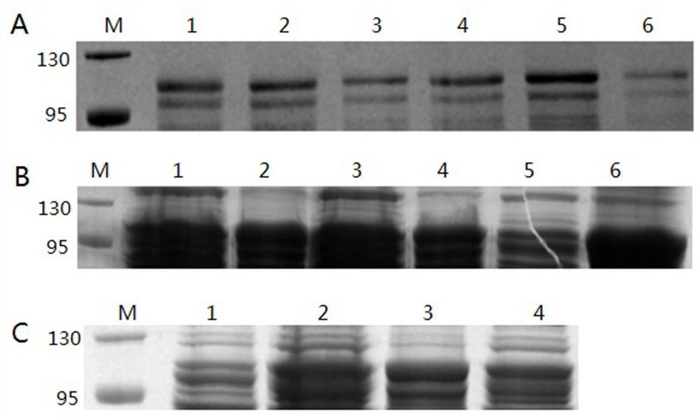 A kind of prokaryotic expression preparation method of btv1 VP2 protein
