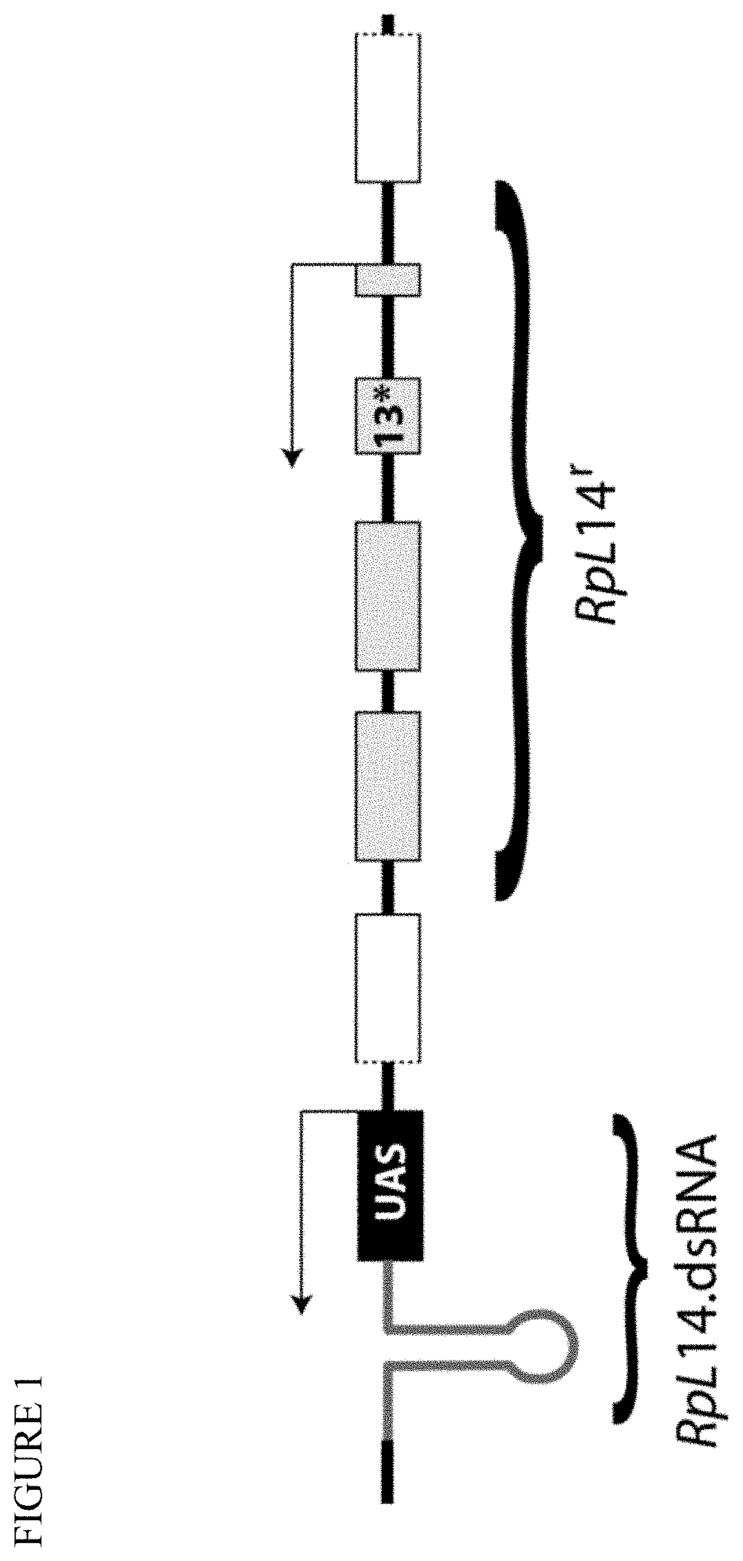 Stable transformation of a population and a method of biocontainment using haploinsufficiency and underdominance principles