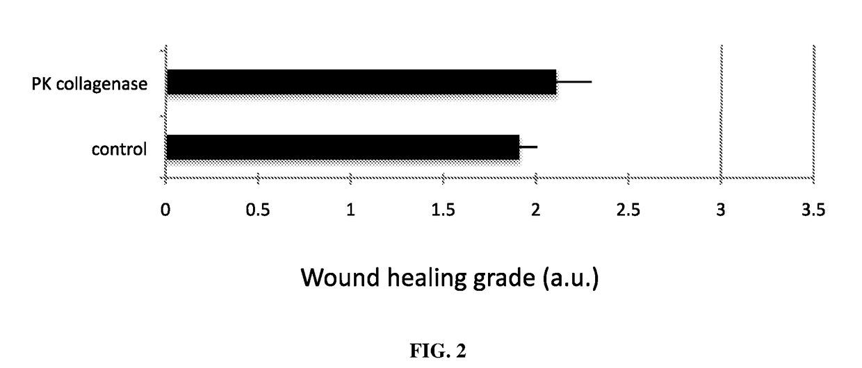 Use of clostridium histolyticum protease mixture in promoting wound healing