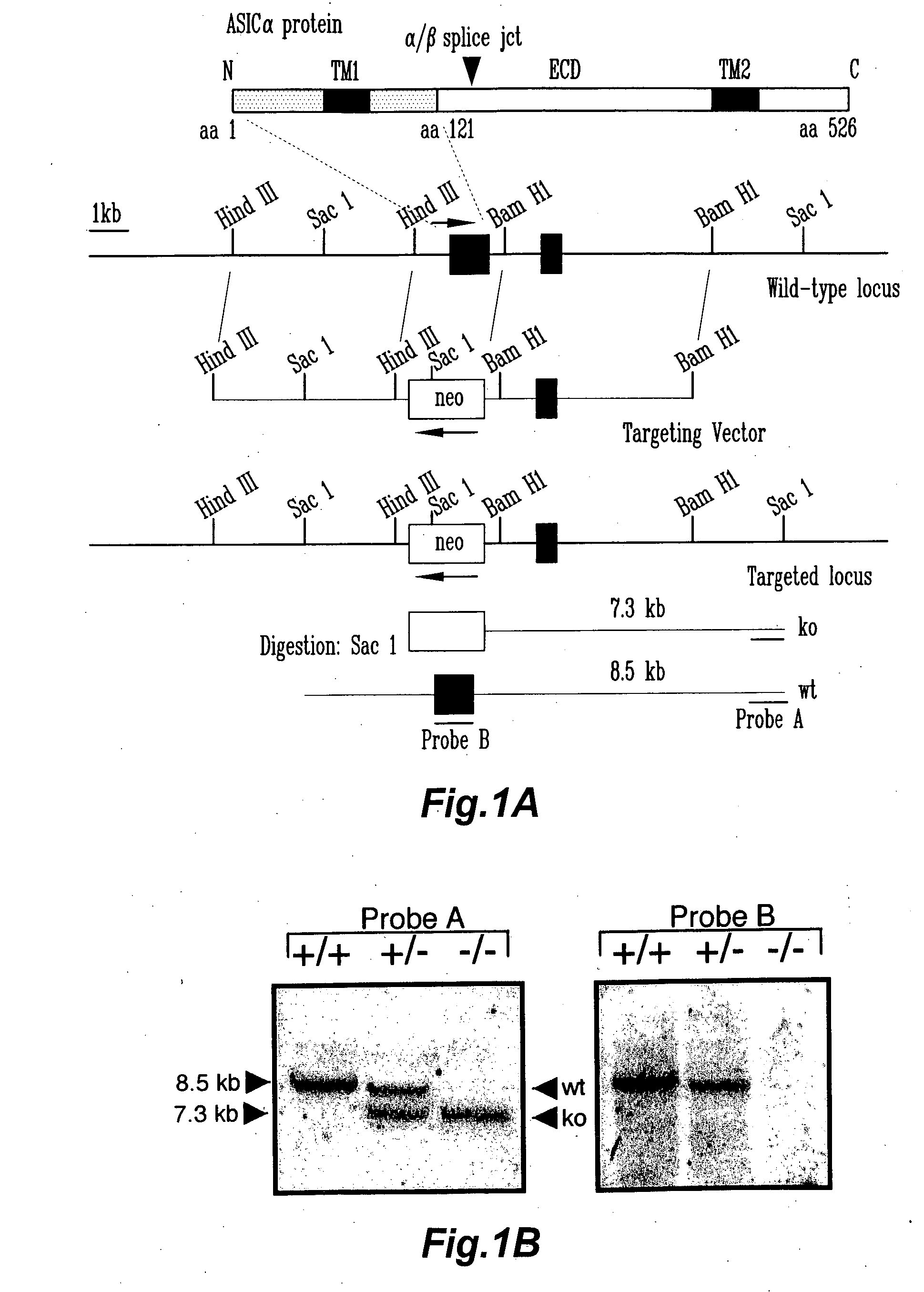 Novel compositions and methods for modulating the acid-sensing ion channel (ASIC)