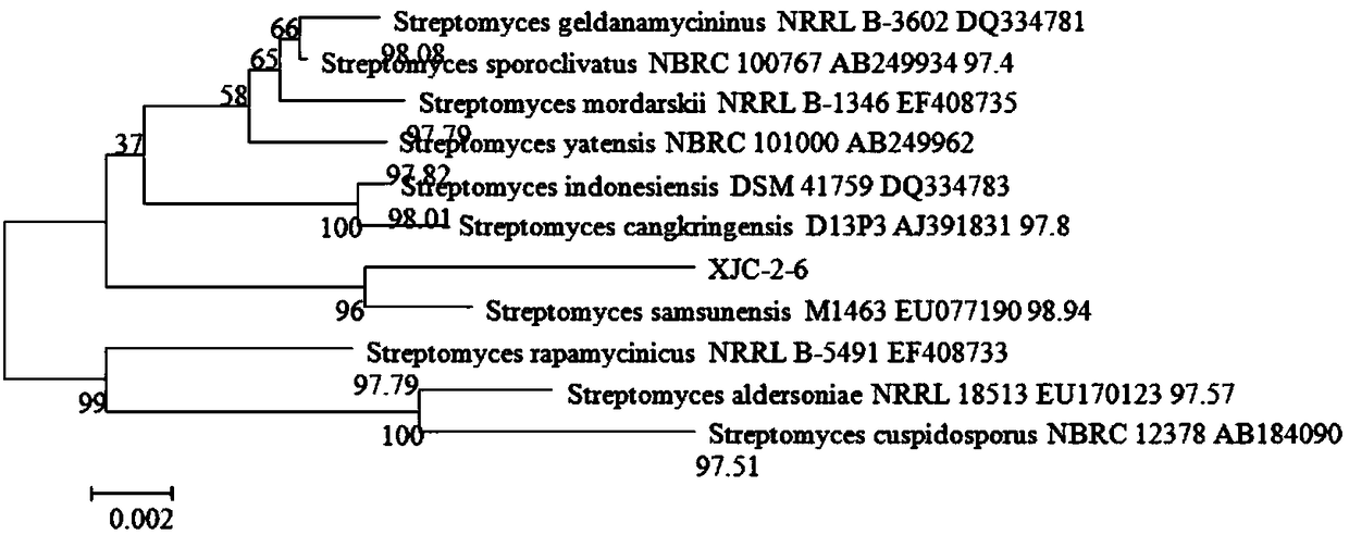 Streptomyces samsunensis and application thereof