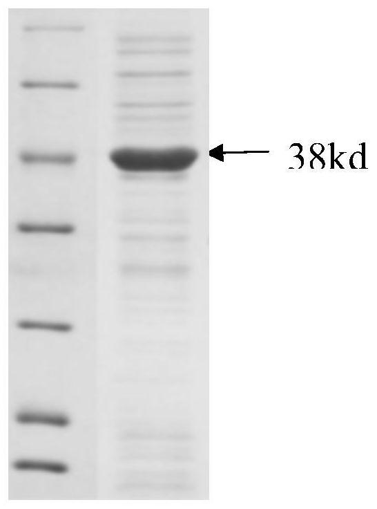 A kind of low-temperature acid protease and its coding gene and application