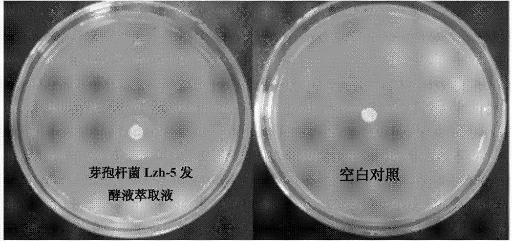 Bacillus having alga-lysing activity and application thereof