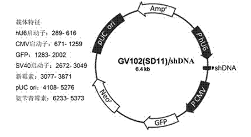 Special short hairpin ribonucleic acid (shRNA) for reducing human IQGAP1 gene expression and application thereof