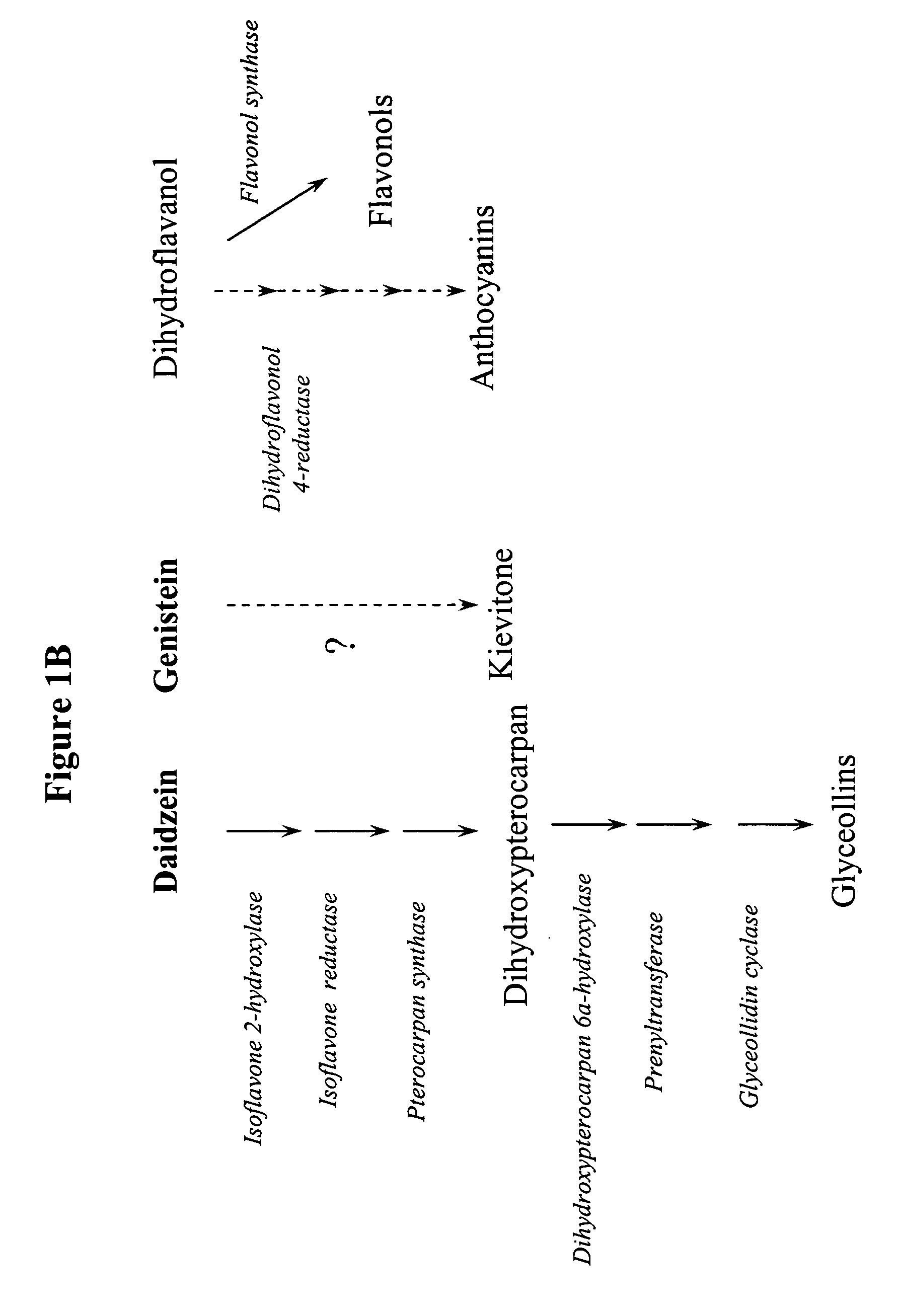 Method for altering the isoflavonoid profile in the plant parts of an isoflavonoid-producing plant