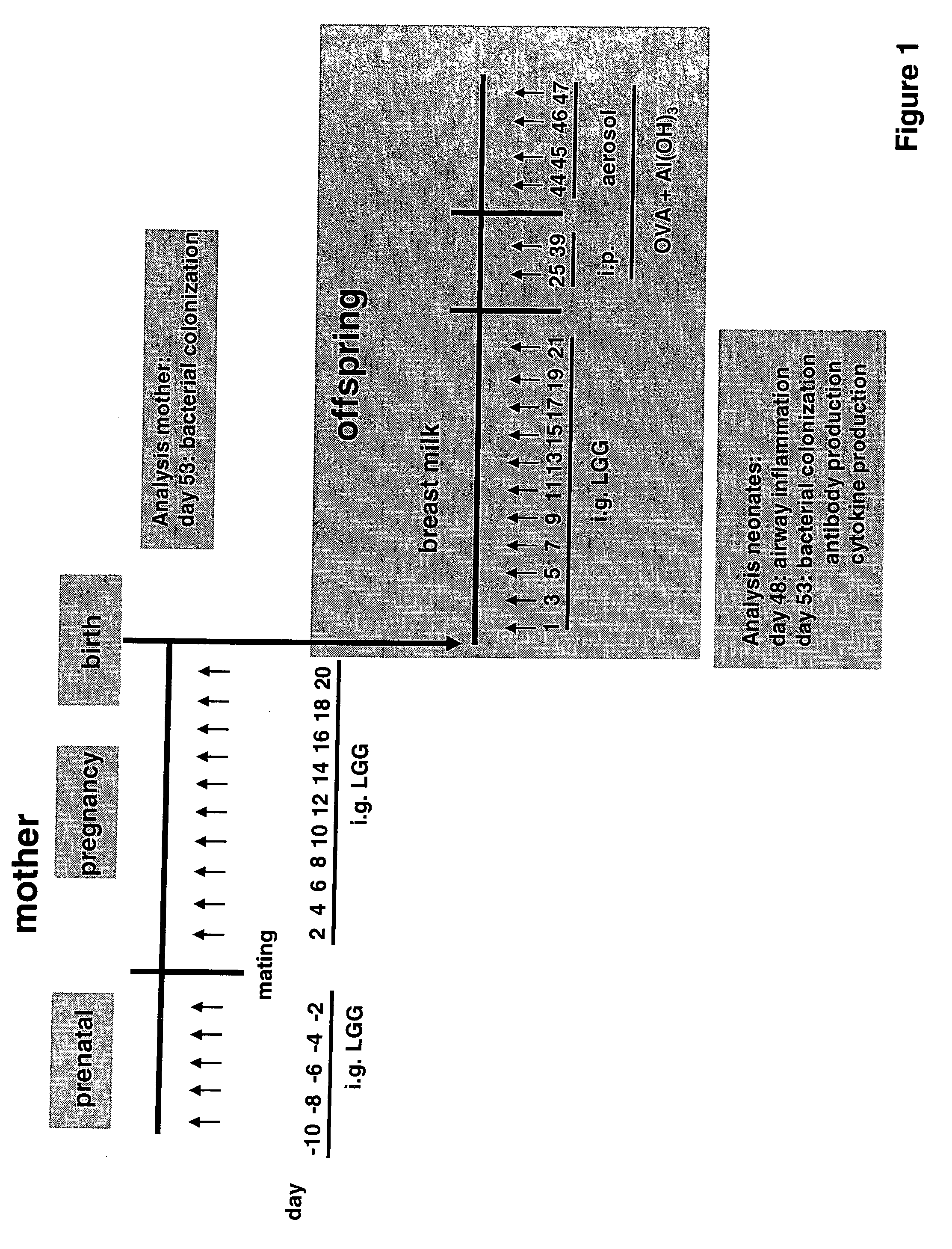 Method for preventing or treating the development of respiratory allergies