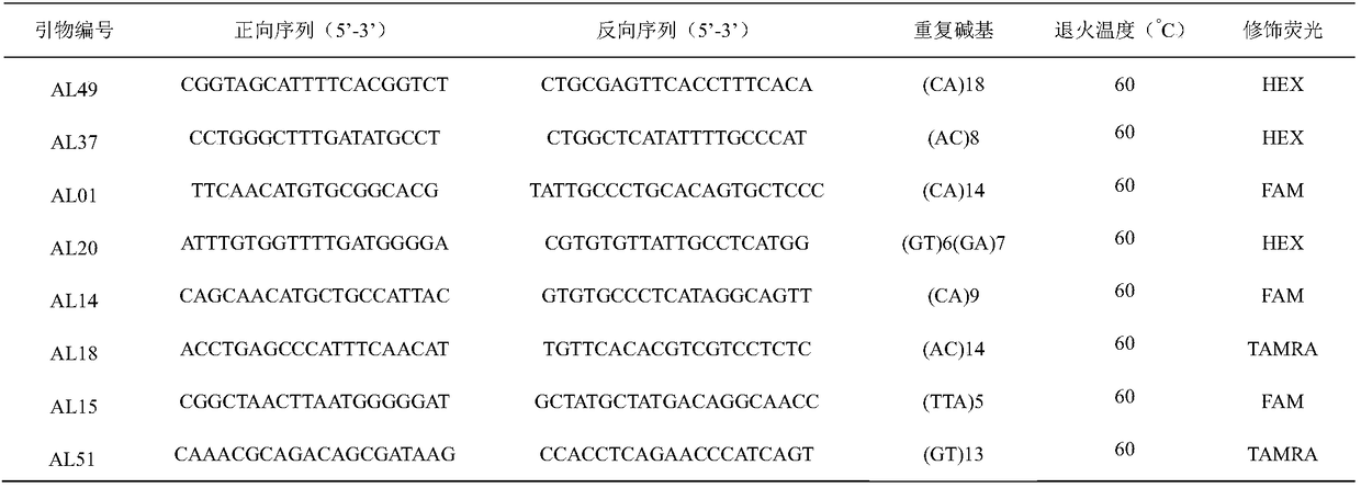 Specific primers of acanthopagrus latus microsatellite marker and application of specific primer