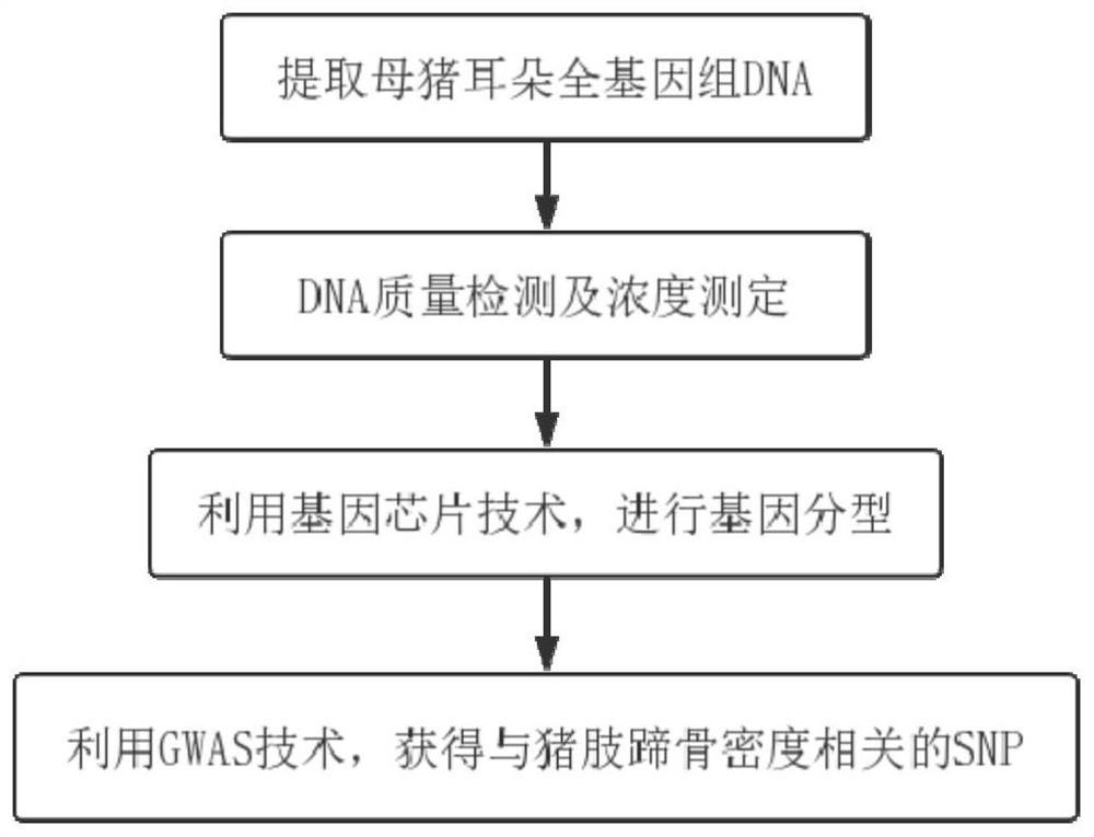 SNP genetic markers for bone density traits in sows