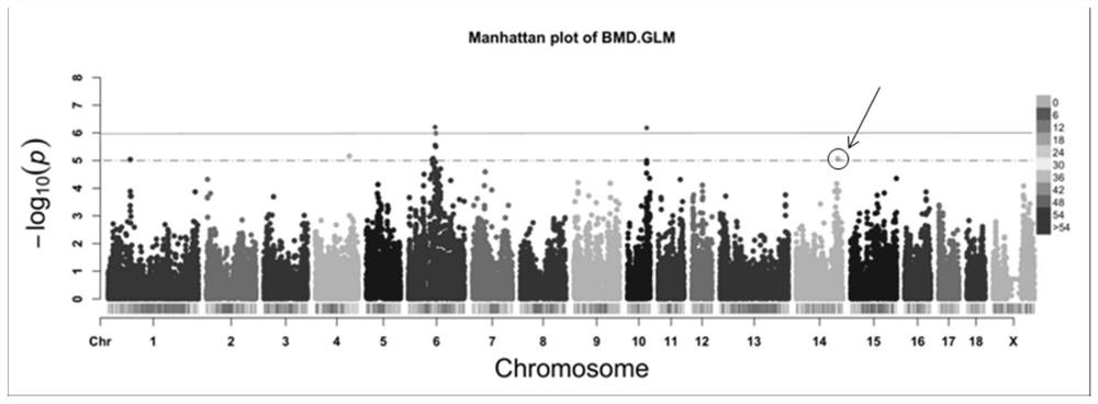 SNP genetic markers for bone density traits in sows