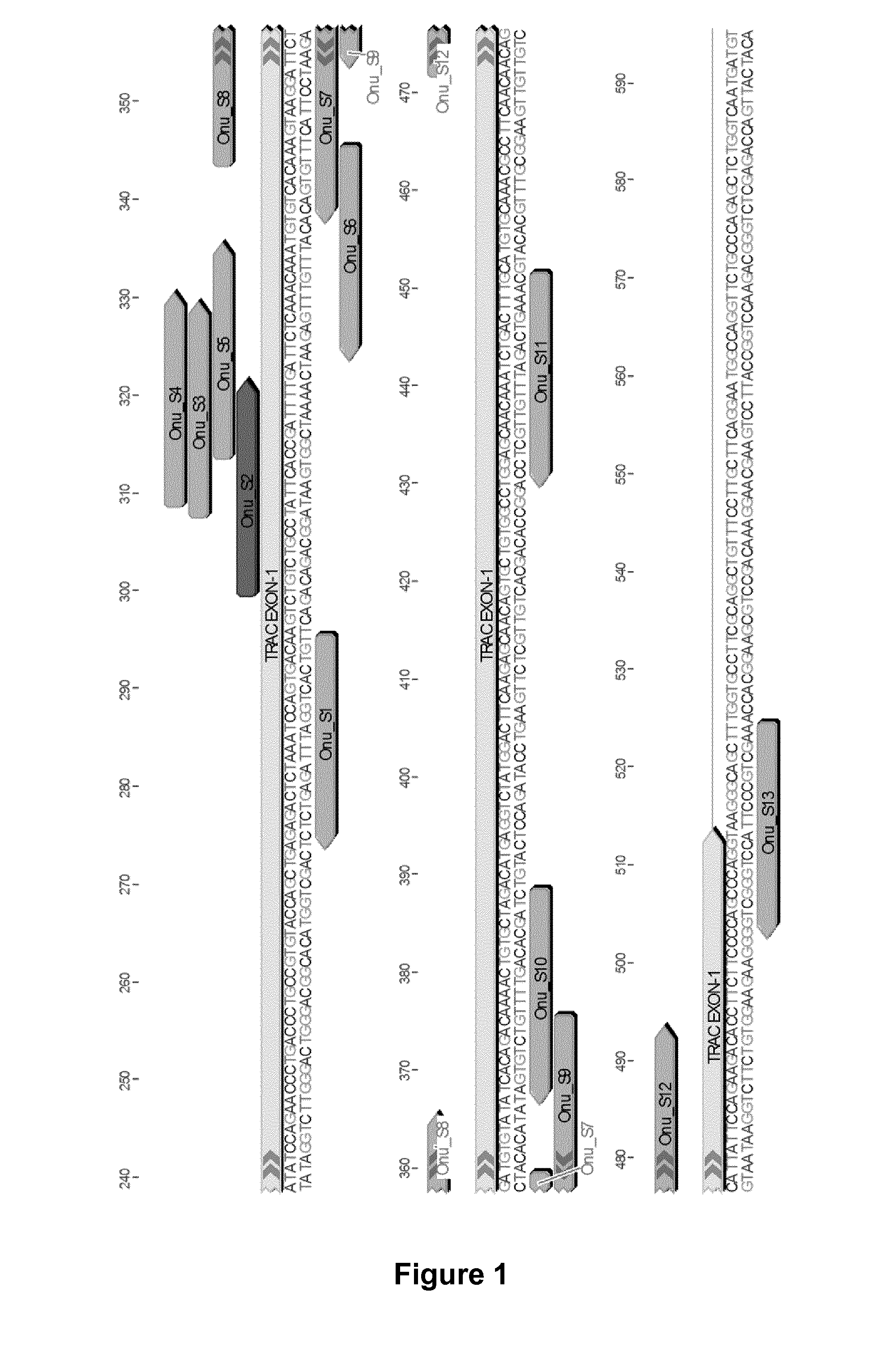 A laglidadg homing endonuclease cleaving the t cell receptor alpha gene and uses thereof