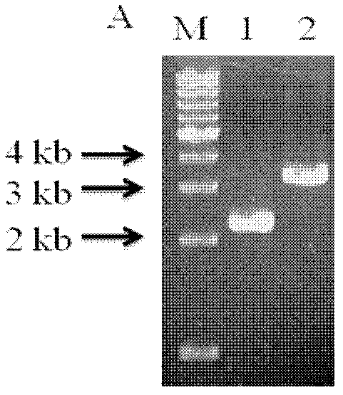 Engineering bacterium of fermenting production of optical pure L-lactate by utilizing xylose and construction thereof