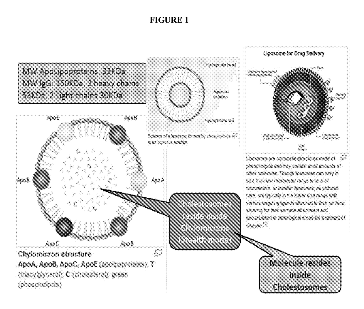 Cholestosome vesicles for incorporation of molecules into chylomicrons