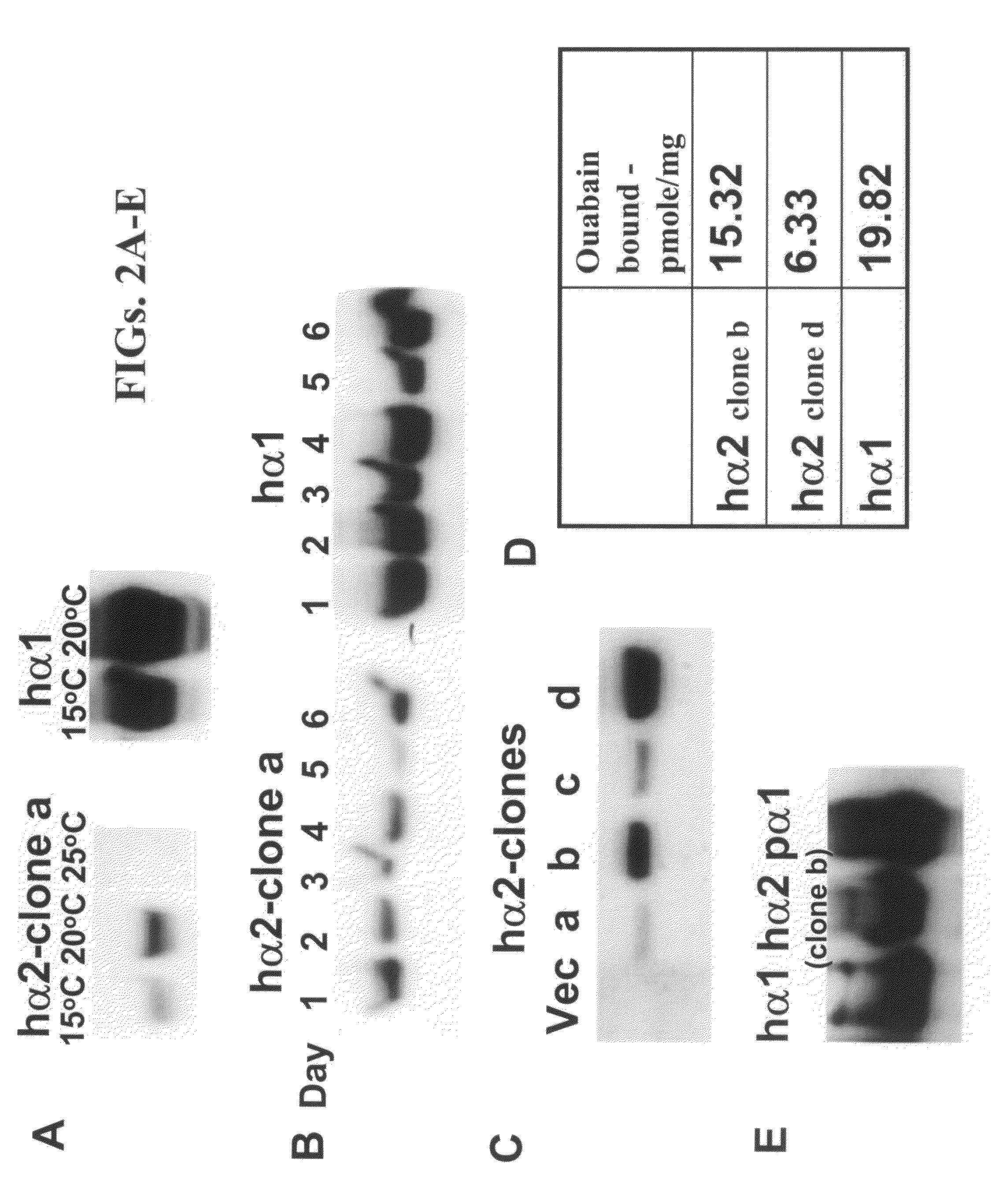 Highly purified and stabilized Na,K-ATPase isoforms and methods of producing same