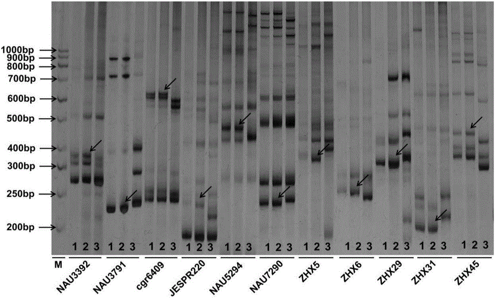 Gossypium barbadense chromosome segment capable of improving verticillium wilt resistance of gossypium hirsutum and molecular markers