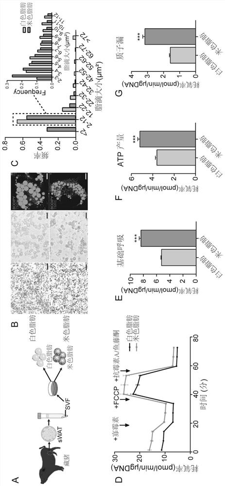 Application of ITGA2 gene in regulation and control of formation of rice-colored fat of pigs