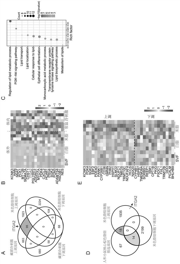 Application of ITGA2 gene in regulation and control of formation of rice-colored fat of pigs