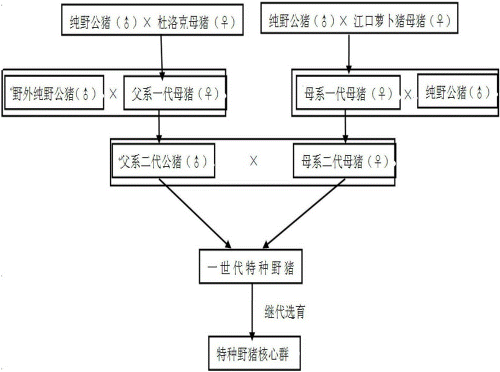 Method for breeding special wild boar by hybridization of domestic pig and wild boar