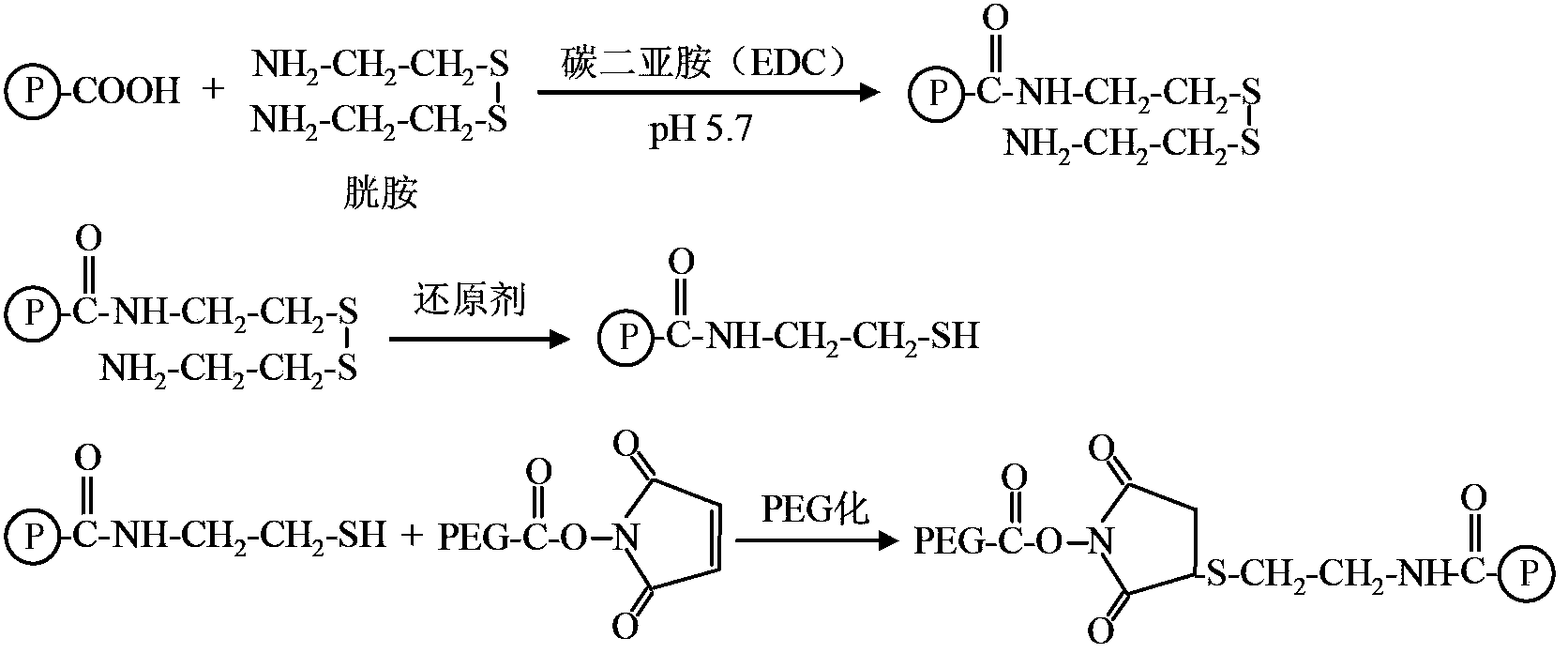 Method used for selective modification of protein carbon terminal carboxyl groups with polyethylene glycol