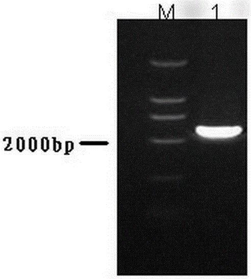 Cytoplasmic polyadenylation component binding protein 4 vaccine and its preparation and application