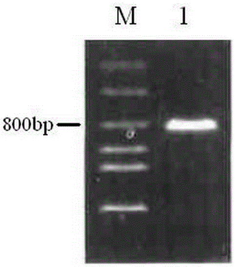 Cytoplasmic polyadenylation component binding protein 4 vaccine and its preparation and application