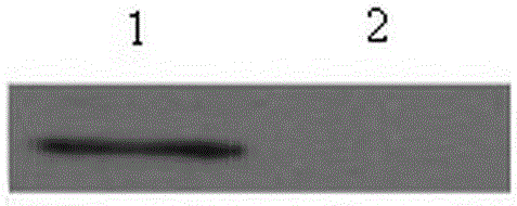 Cytoplasmic polyadenylation component binding protein 4 vaccine and its preparation and application